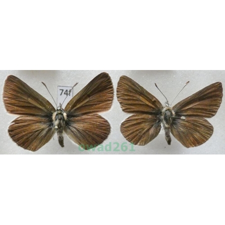 Eumedonia eumedon (Esper, 1780) pair Czech74f